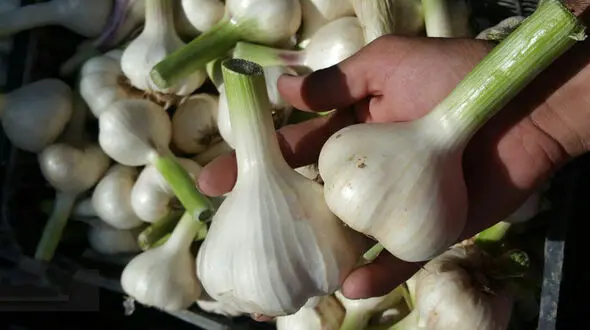 چه کسانی سیر نباید بخورند؟