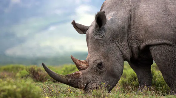 ناک اوت شدن گراز با یک ضربه کرگدن + فیلم عجیب