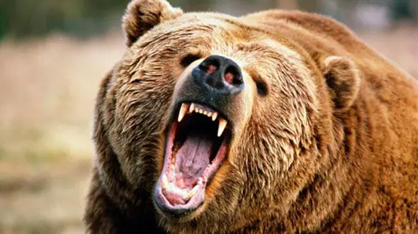 خرس وحشی مرد پیرانشهری را درید