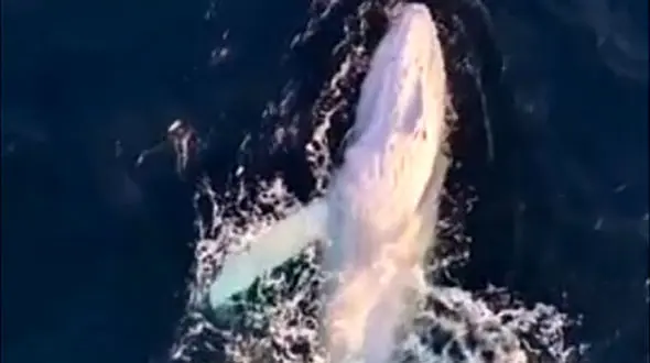 باورنکردنی اما واقعی؛ دیدنی‌ ترین نمایش نهنگ سفید کمیاب / فیلم