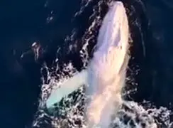 باورنکردنی اما واقعی؛ دیدنی‌ ترین نمایش نهنگ سفید کمیاب / فیلم