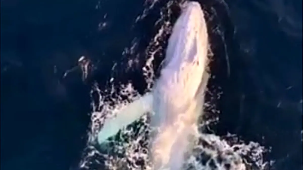 باورنکردنی اما واقعی؛ دیدنی‌ ترین نمایش نهنگ سفید کمیاب