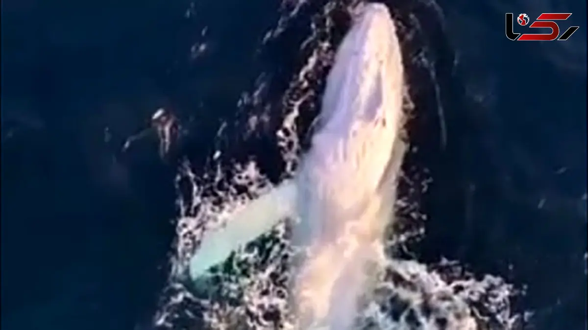 باورنکردنی اما واقعی؛ دیدنی‌ ترین نمایش نهنگ سفید کمیاب / فیلم