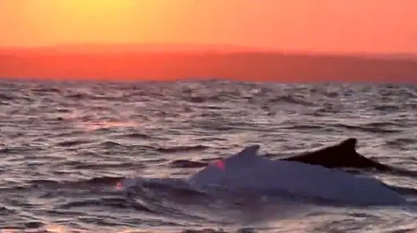 دیدارعجیب نهنگ سفید و نهنگ کوهنورد تیره دور از خانه + فیلم