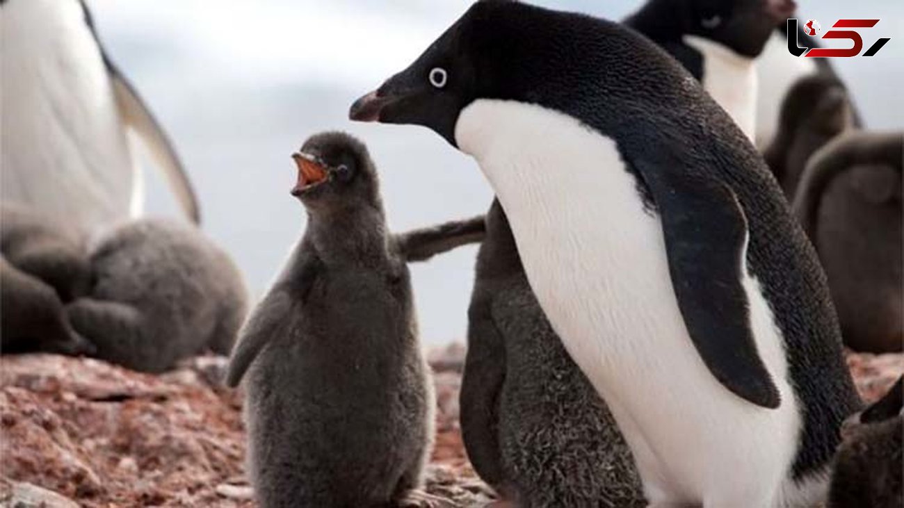 مرگ  تلخ صدها بچه پنگوئن بخاطر گرسنگی