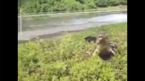 فیلم شکار یک کروکودیل غول پیکر به جای ماهی !