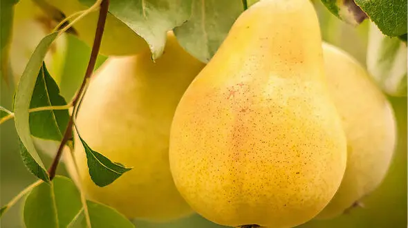 مواد غذایی تقویت کننده نیروی جنسی