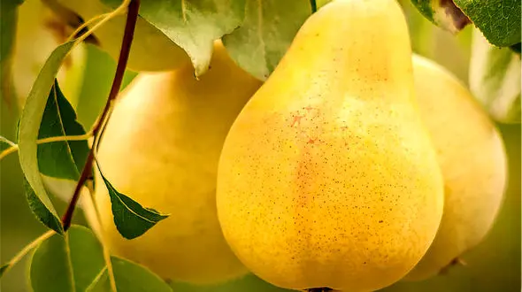 مواد غذایی تقویت کننده نیروی جنسی