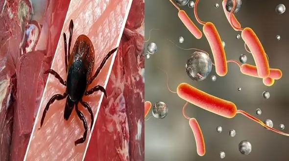 راهکارهای پیشگیری از ابتلا به وبا و تب کریمه کنگو / رعایت بهداشت فردی در اولویت نخست