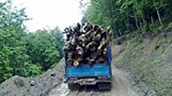 6 ماه حبس در انتظار قاتل درختان اهواز