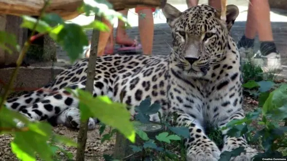 کشته شدن تکاندهنده  پلنگ ایرانی در خاک روسیه! + آخرین عکس قبل از مرگ