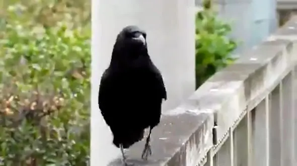 عشوه گرترین کلاغ سیاه! + فیلم دیدنی