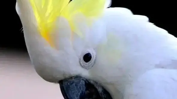 از حرص دادن طوطی ها تا آرامشی ترسناک کنار ببر سیاه