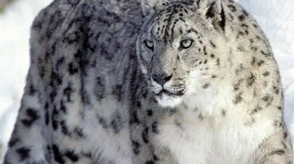 از همزیستی پرنده و گوزن تا سکوت ببر برفی