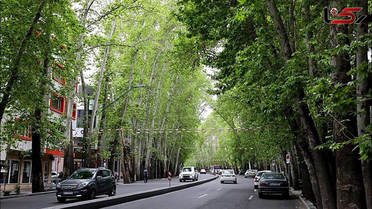 ۱۷۹ درخت در خیابان ولی‌عصر (عج) قطع می شوند ! / علت چیست؟