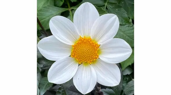 فال ابجد امروز / 9 تیر ماه + فیلم 