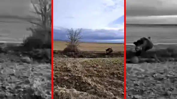 فیلم حمله گراز وحشی به شکارچی