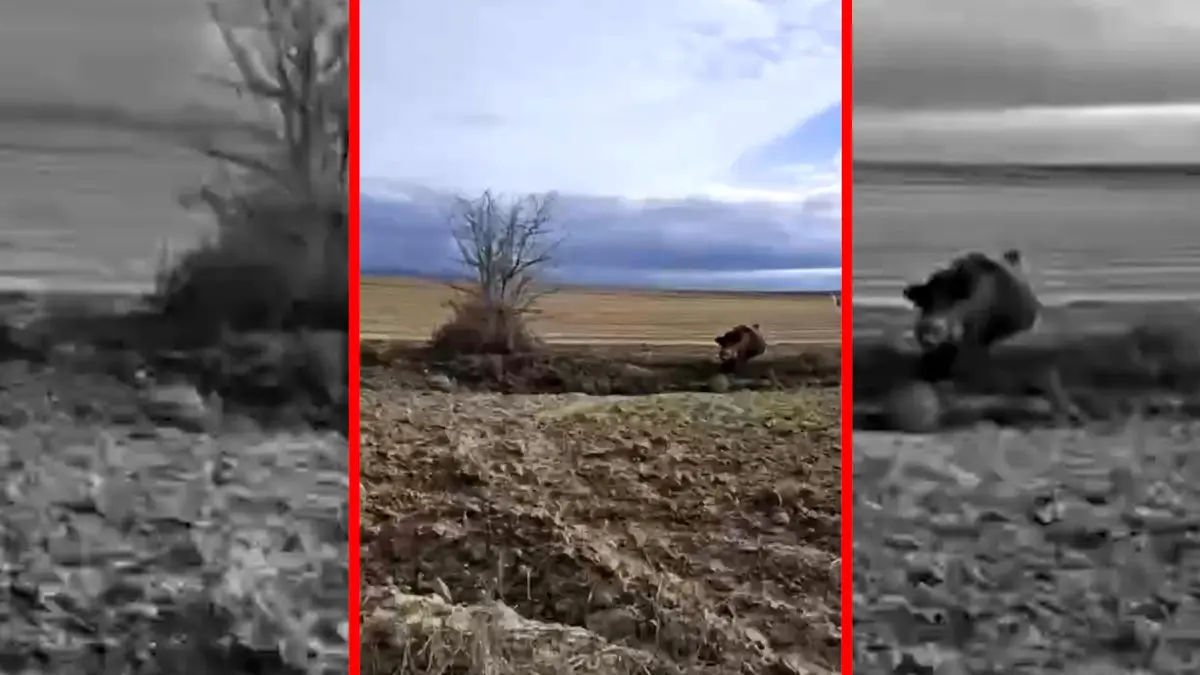 فیلم حمله گراز وحشی به شکارچی