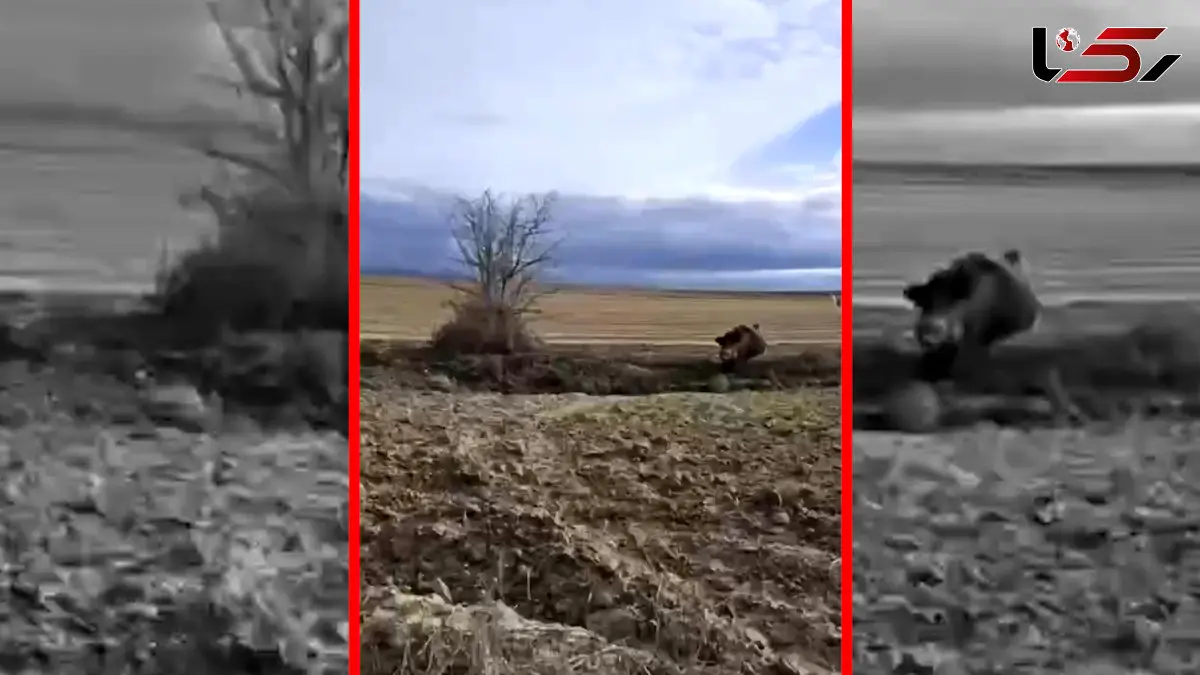 فیلم حمله گراز وحشی به شکارچی