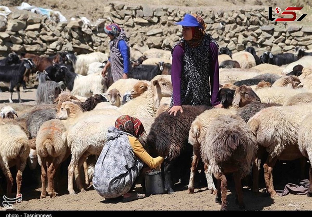 دارندگان دامدار کارت بخوانند / پرداخت تسهیلات به 41درصد متقاضیان در خراسان شمالی 