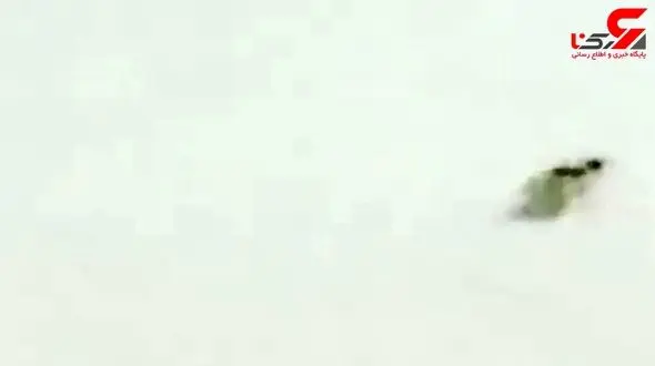 فیلم لحظه سرقت الماس گرانقیمت توسط یک مورچه‌