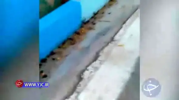 هجوم جیرجیرک‌ها به جزیره خارک + فیلم