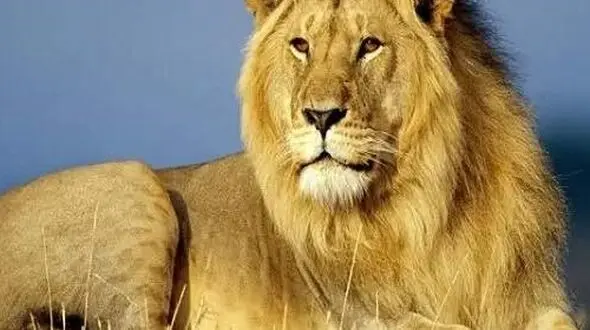 از صدای وال تا نگاه های شیر