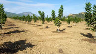 تولید۳۰ هزار نهال گواهی شده گردو در استان همدان