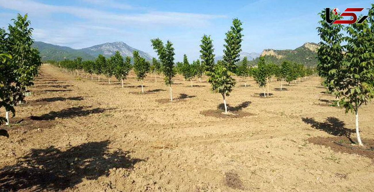 تولید۳۰ هزار نهال گواهی شده گردو در استان همدان