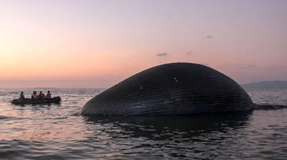 مرگ نهنگ ۱۰۰ تنی در ساحل کوپانگ اندونزی + فیلم