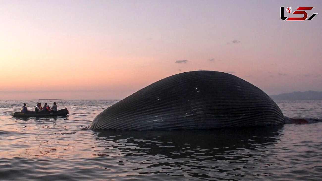 مرگ نهنگ ۱۰۰ تنی در ساحل کوپانگ اندونزی + فیلم