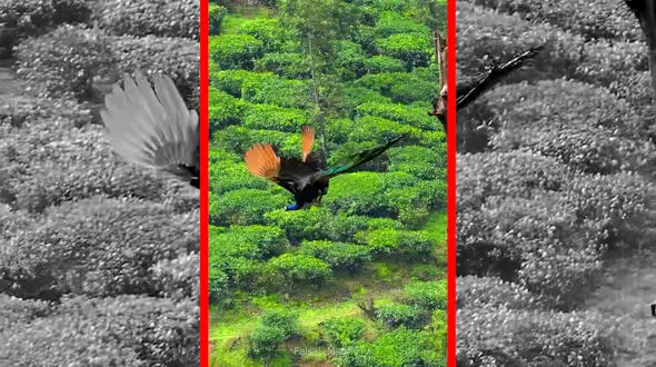 فیلم رقص رنگارنگ پرهای طاووس در باران