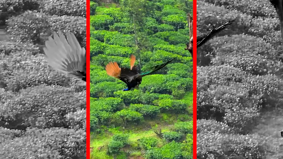 فیلم رقص رنگارنگ پرهای طاووس در باران