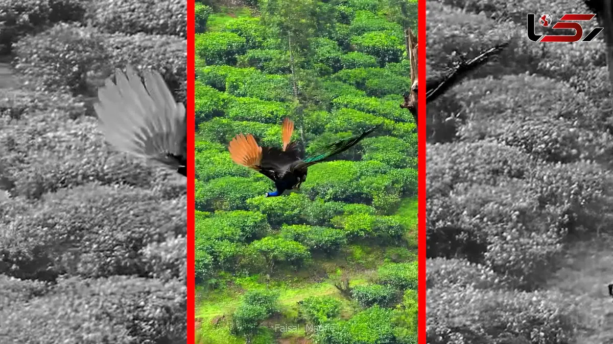 فیلم رقص رنگارنگ پرهای طاووس در باران