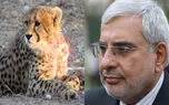 محمدی زاده: زیستگاه های ایران فقط ظرفیت پرورش 44 یوز را دارند / 20  سال بودجه ویژه ای برای حفاظت از یوز مصوب نشد / توقف پروژه حفاظت از یوز با بازداشت افرادی که صلاحیت امنیتی نداشتند!