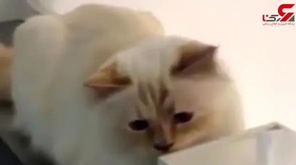 ثروتمندترین حیوان دنیا بشناسید+فیلم