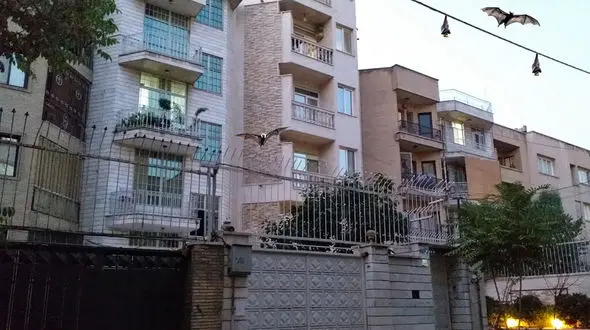 حمله خفاش ها به غرب تهران / کوچ اجباری خفاش ها؛ این جانور خون‌آشام است؟