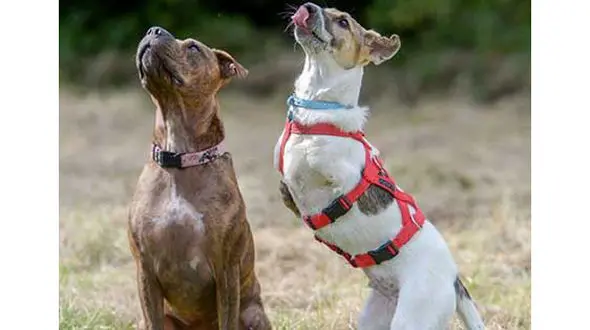 سگی که یک دایناسور است! (عکس