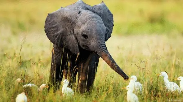 همبازی شدن بچه فیل با پرندگان + فیلم 