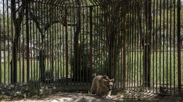 فیلم فرار خرس قهوه ای از باغ وحش هویزه + جزئیات