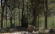 فیلم فرار خرس قهوه ای از باغ وحش هویزه + جزئیات