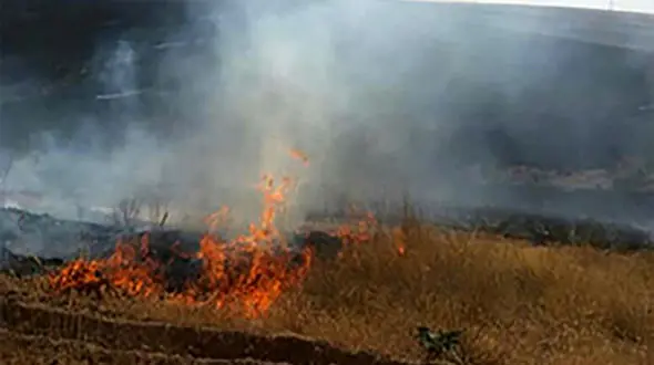 مهار 2 ساعته آتش سوزی نیزار گناوه + فیلم