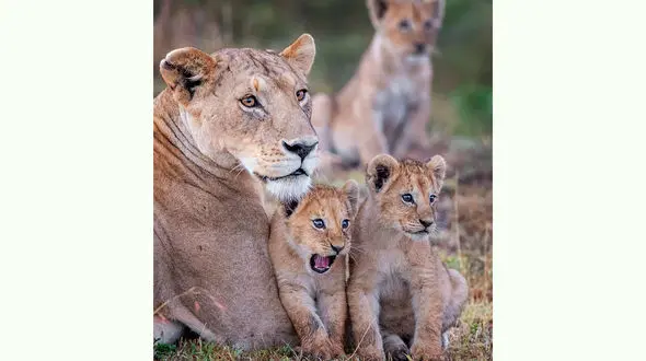 عکس های برگزیده مسابقه "عکاسی کمدی حیوانات خانگی ۲۰۲۱" + عکس