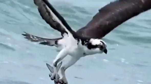 از حرکت کردن عجیب بز های کوهی در کوهستان ها تا شکار و شکارچی در طبیعت