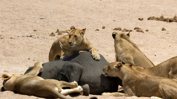 شیرهای گرسنه فیل تنها را شکار کردند+فیلم و عکس