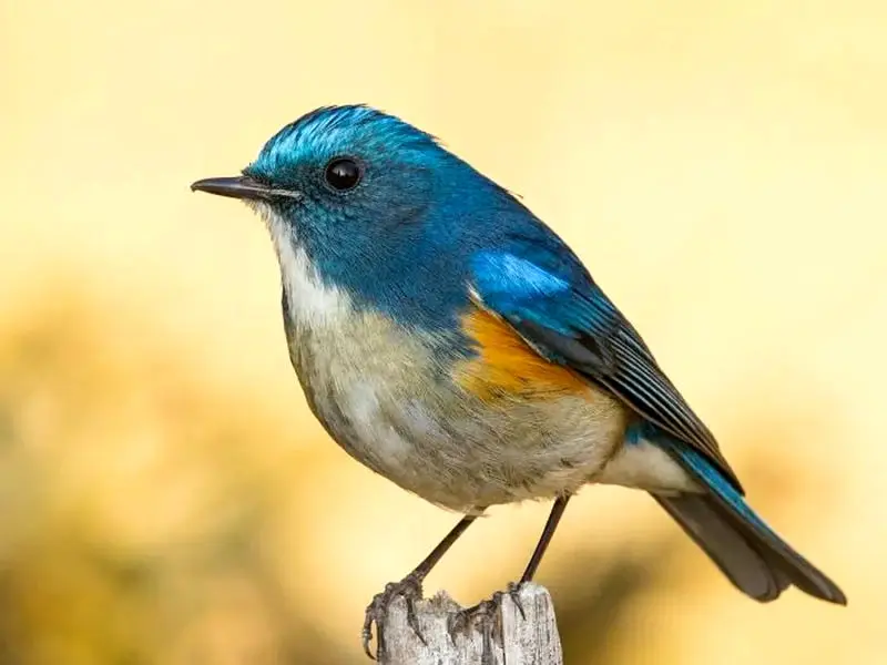دم‌آبی هیمالیایی