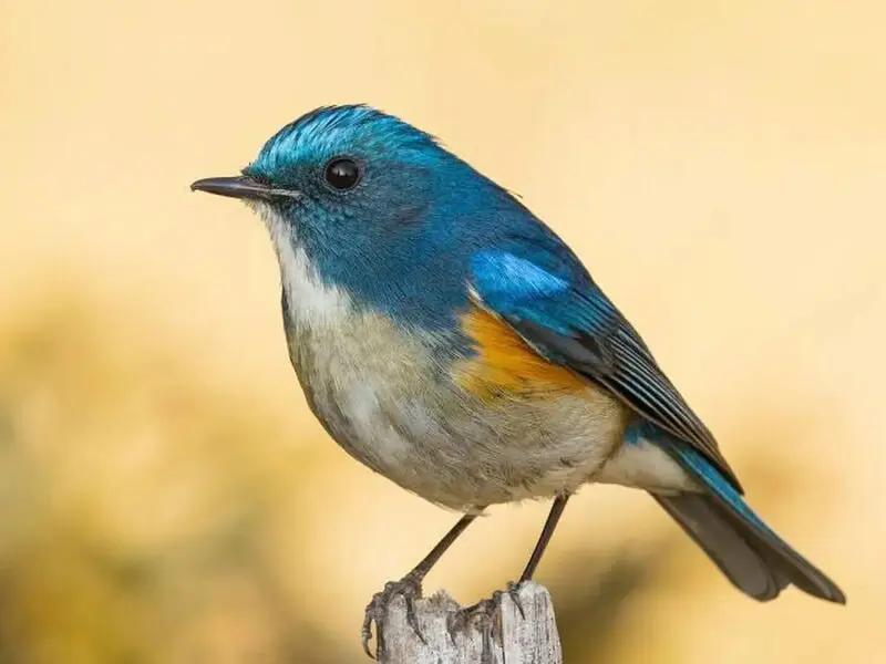 دم‌آبی هیمالیایی