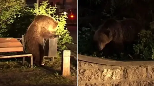 مهمان هاى ناخوانده در رومانى مردم را وحشت زده کرد! +فیلم