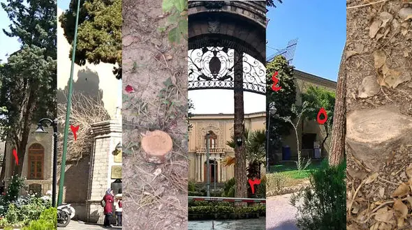 قطع ۱۴ درخت و درختچه در موزه آبگینه + عکس