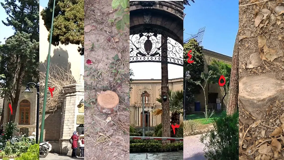 قطع ۱۴ درخت و درختچه در موزه آبگینه؛ میراث فرهنگی همچنان سکوت کرده است